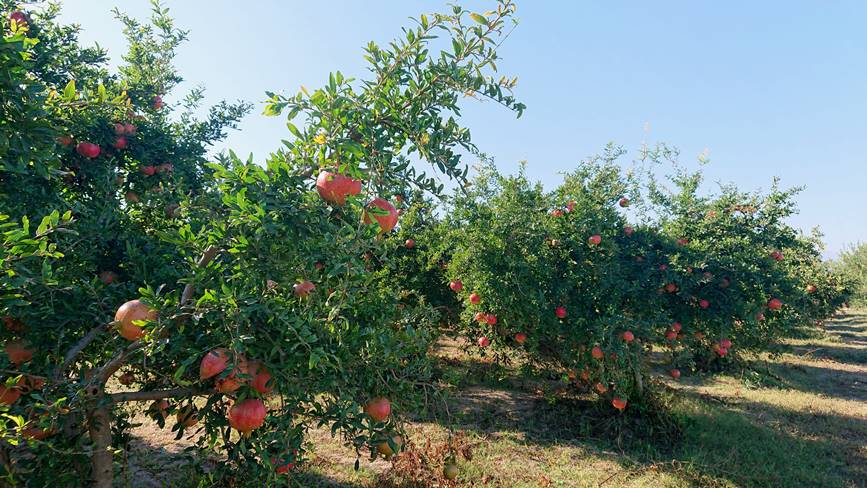 Гранатовые сады Турция