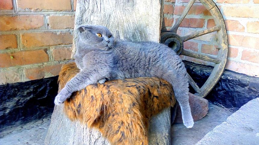 Кот на природе