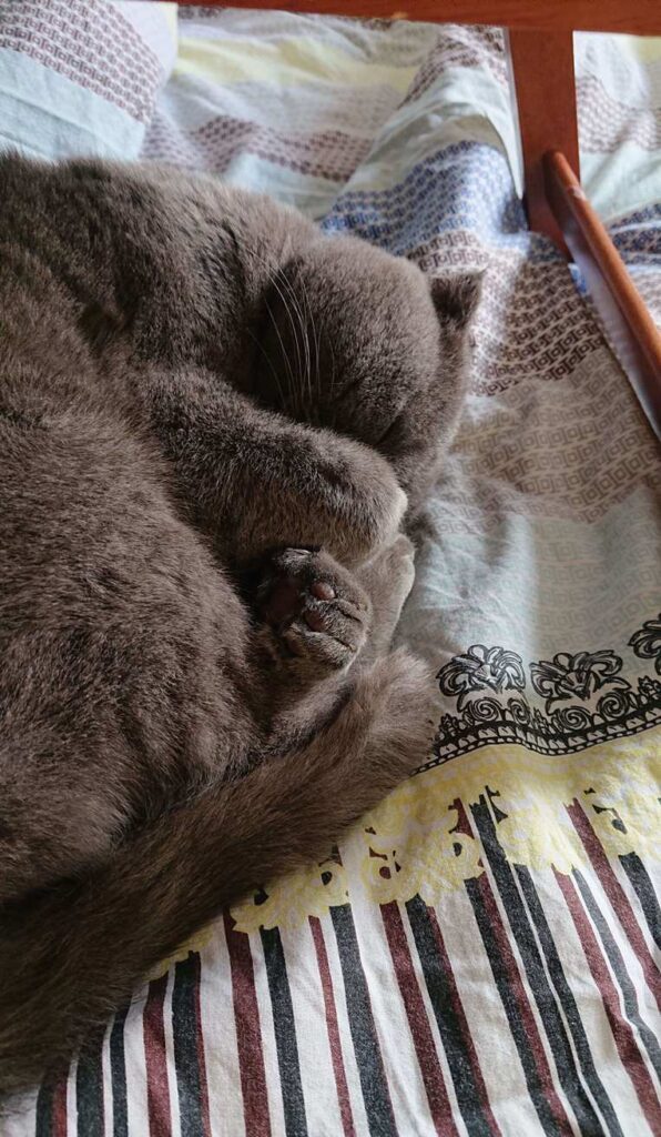 Прокрастинация у кота