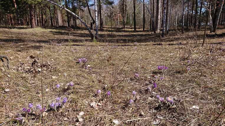 Сон-трава, прострел