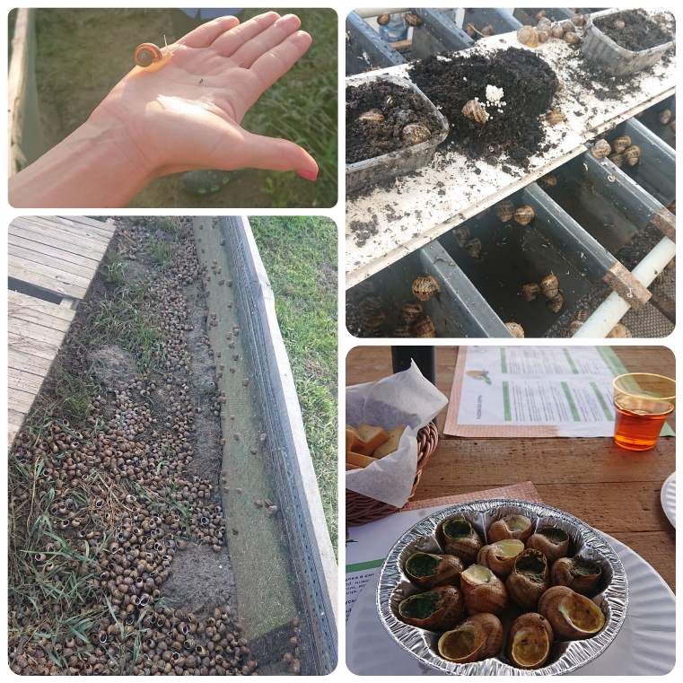 Коллаж улиточная ферма