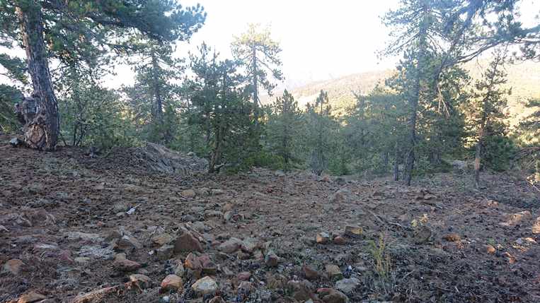 Лес в горах