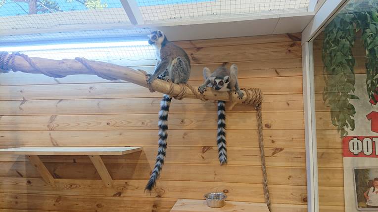 Пара лемурів