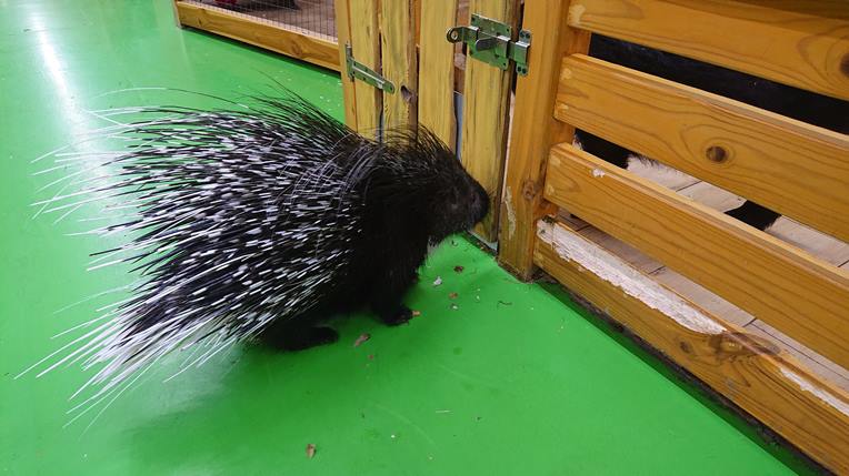 Дикобраз в Звірополісі