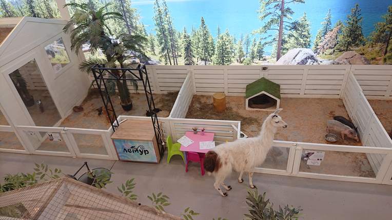 Лама в міні-зоопарку