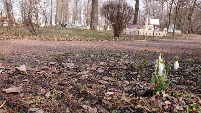 Підсніжник білосніжний