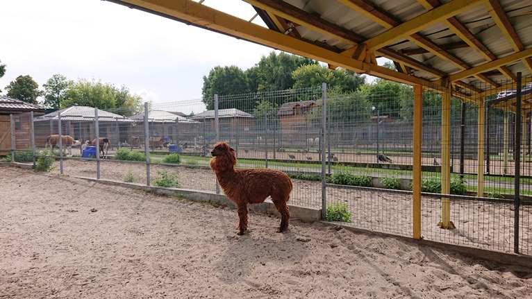 Альпака руда