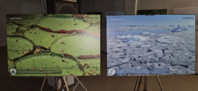 Латаття та крижане латаття